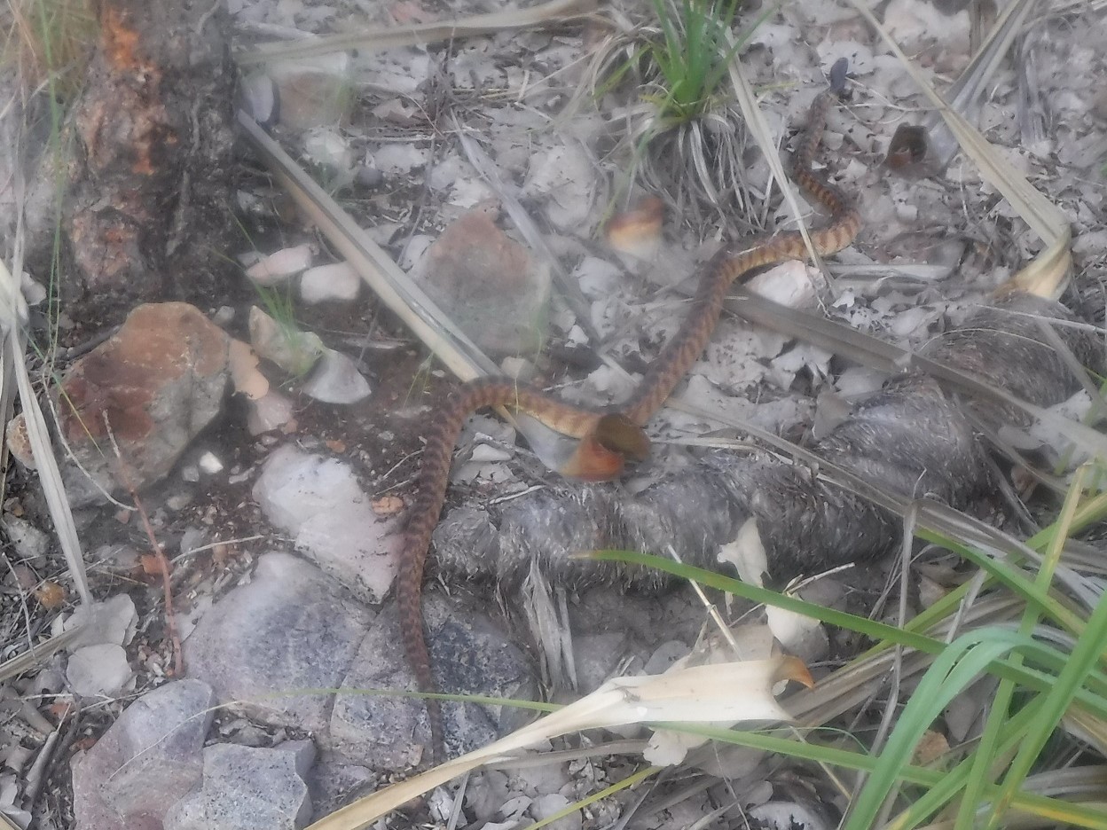 Since the arrival of cane-toads on Kachana in 2013, it has become very rare to spot black-headed pythons