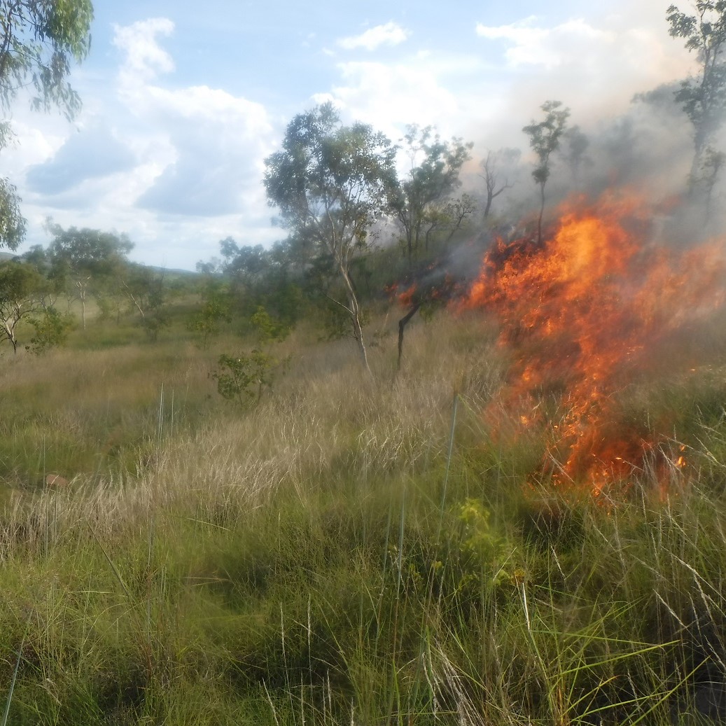 With insufficient herbivores to keep plants and soils hydrated, active and healthy we compromise by also using fire to manage fuel-loads and the distribution of herbivores