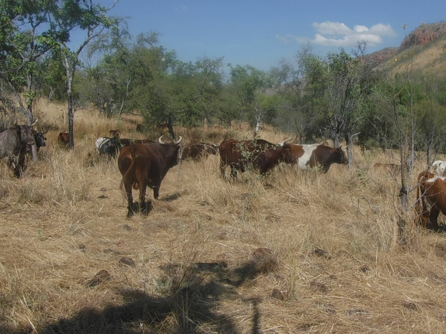 Cattle reducing fuel-loads predominantly in the valleys