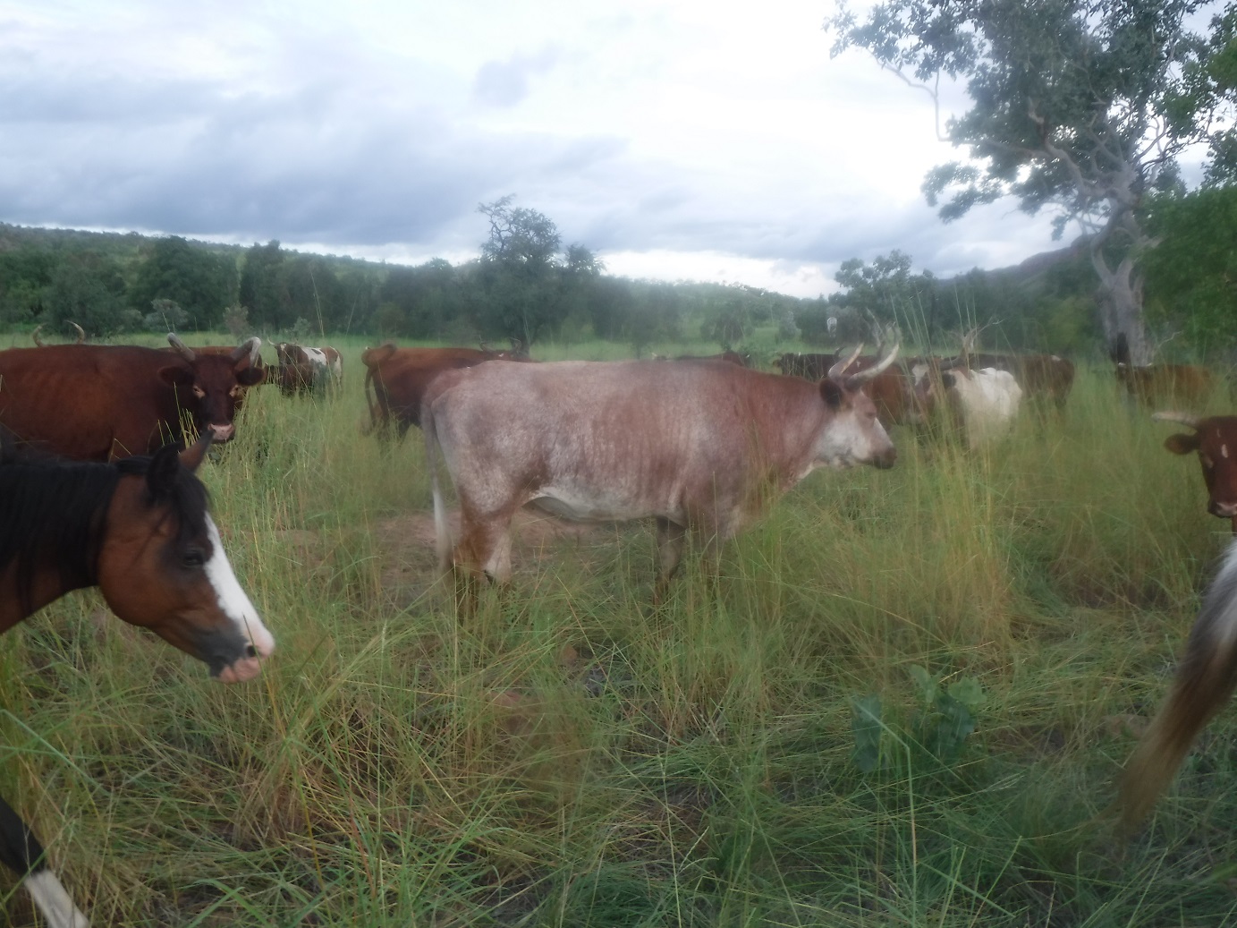 ‘Eco-Bullocks’ are better equipped to do the mulching than smaller herbivores - The purchase of an eco-bullock allows him to spend the rest of his life in a working herd providing the sort of environmental services that his wild ancestors would have