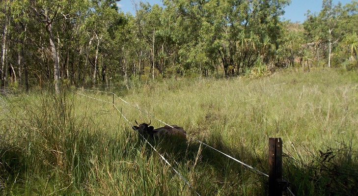 Meanwhile Charcoal’s daughter was less fortunate: Bogged in the swamp!