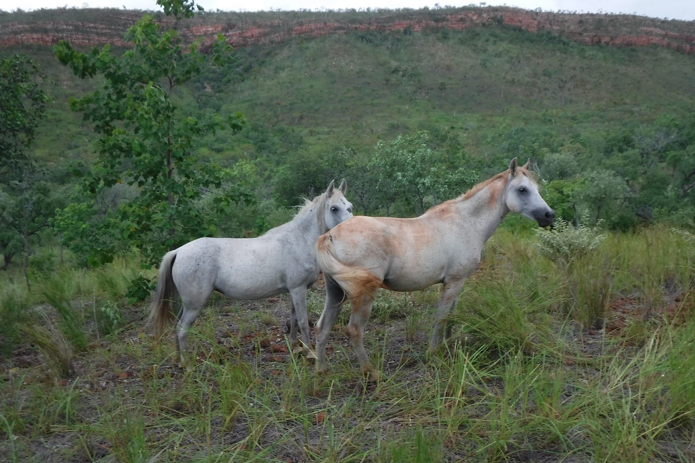 Kachana mountain ponies help convert grass to soil