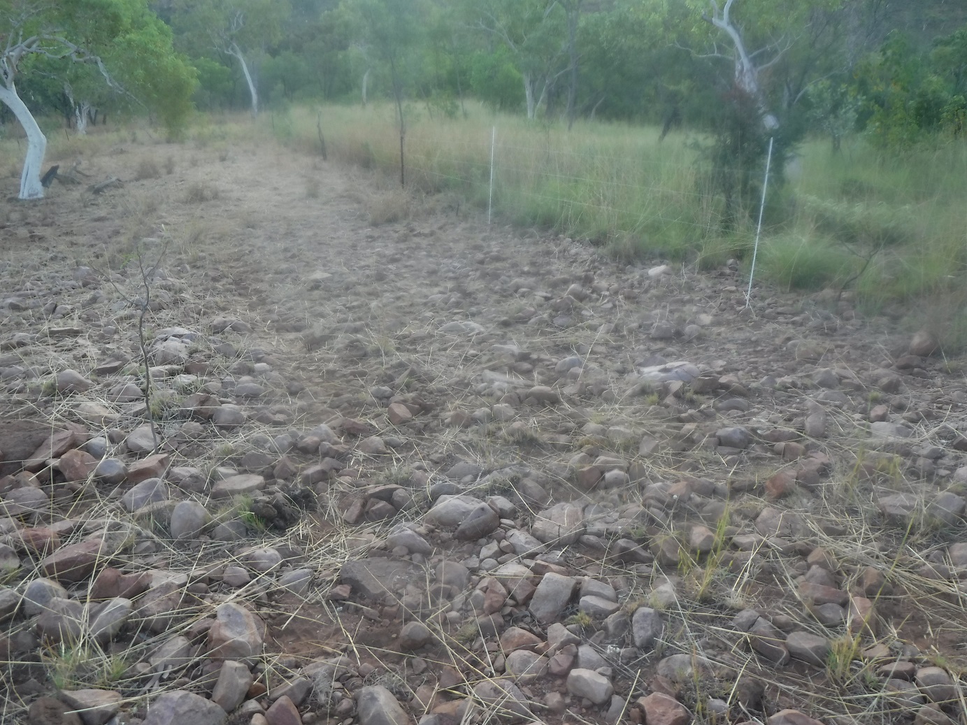 Australia’s new megafauna at work: this is different again. Here we need a fire-break to last us until next year.