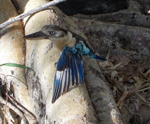 Blue Winged Kookaburra in trouble - hopefully he was able to catch enough dung-beetles to get his strength back and heal