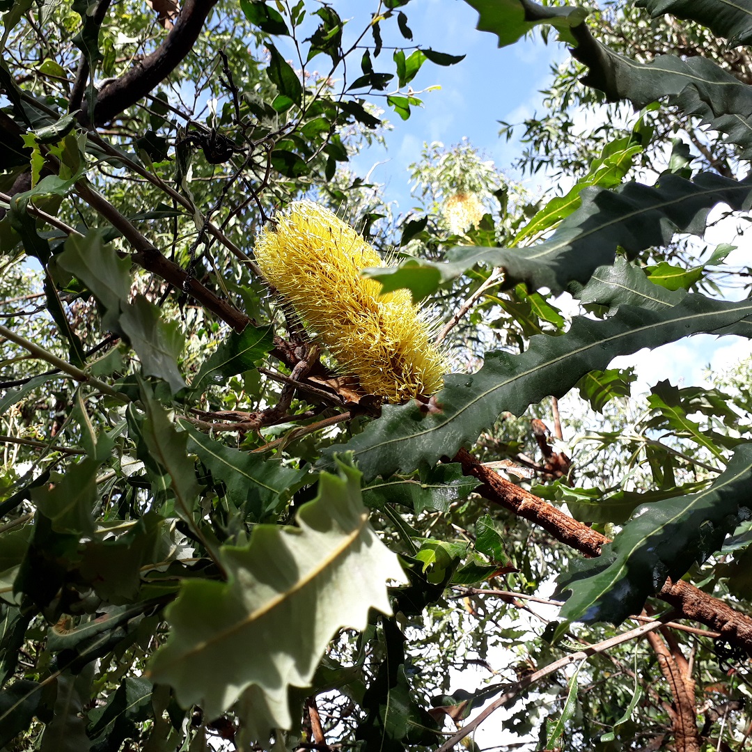 Banksias look better than they smell!