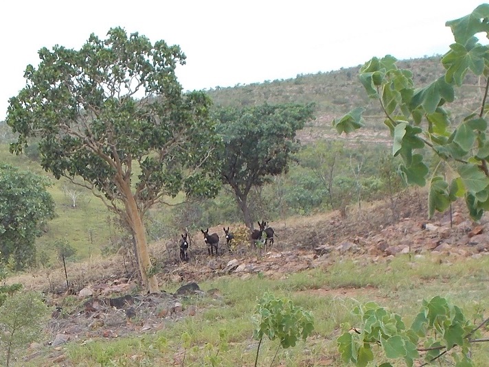 In the rough country we rely on donkeys to maintain low-fuel zones and thus mitigate the effects of wildfire