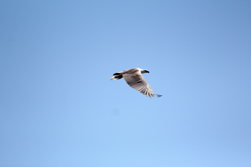 White-bellied Sea-Eagle