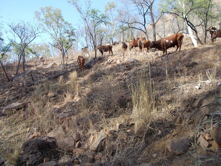 "Middle Level Management" treating a hillside  with animal-impact 