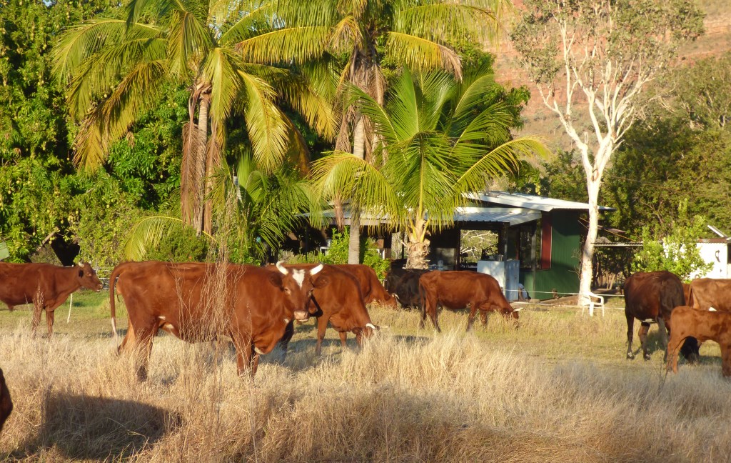 Solar-powered lawn mowers