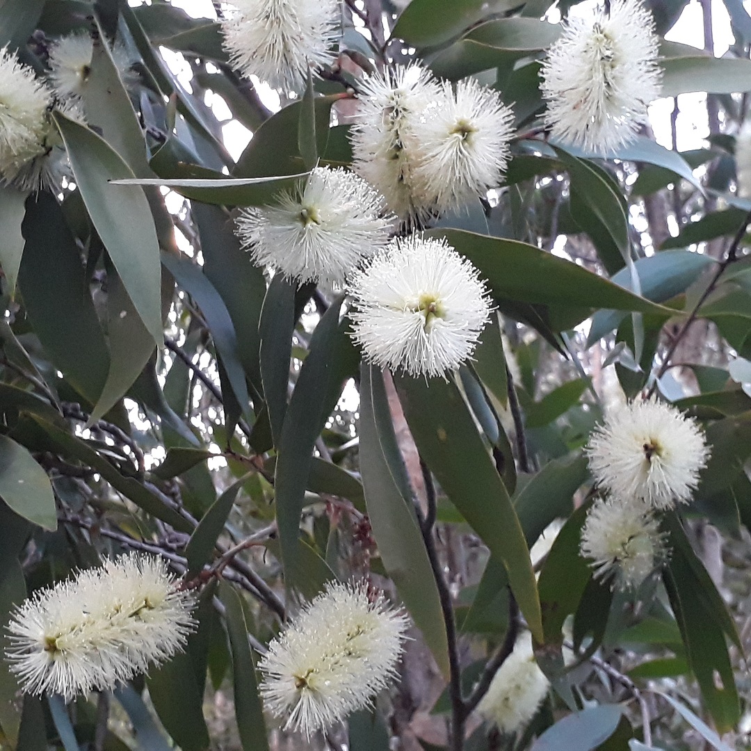 Nectar is also enjoyed by fruit bats, birds and many other species