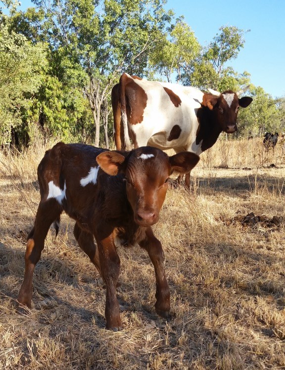 Kathrine taking on the challenge of defying gravity  –  Karijini the proud mum