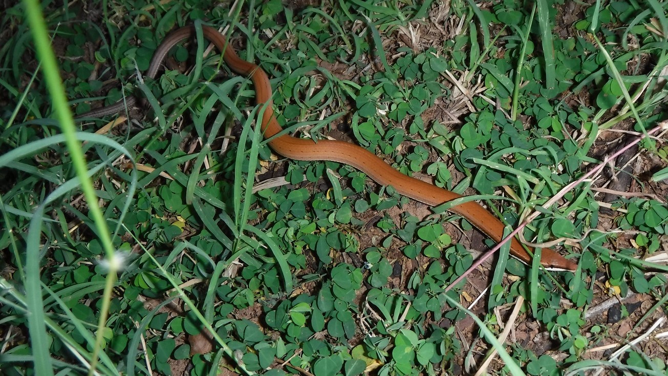 Another visitor. This time it is a Burton’s Legless Gecko