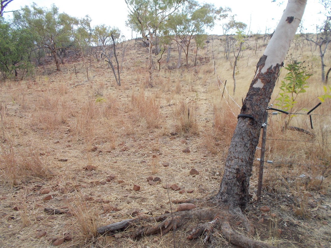  Mulching and fertilizing are important even when there is little vegetation to prune.