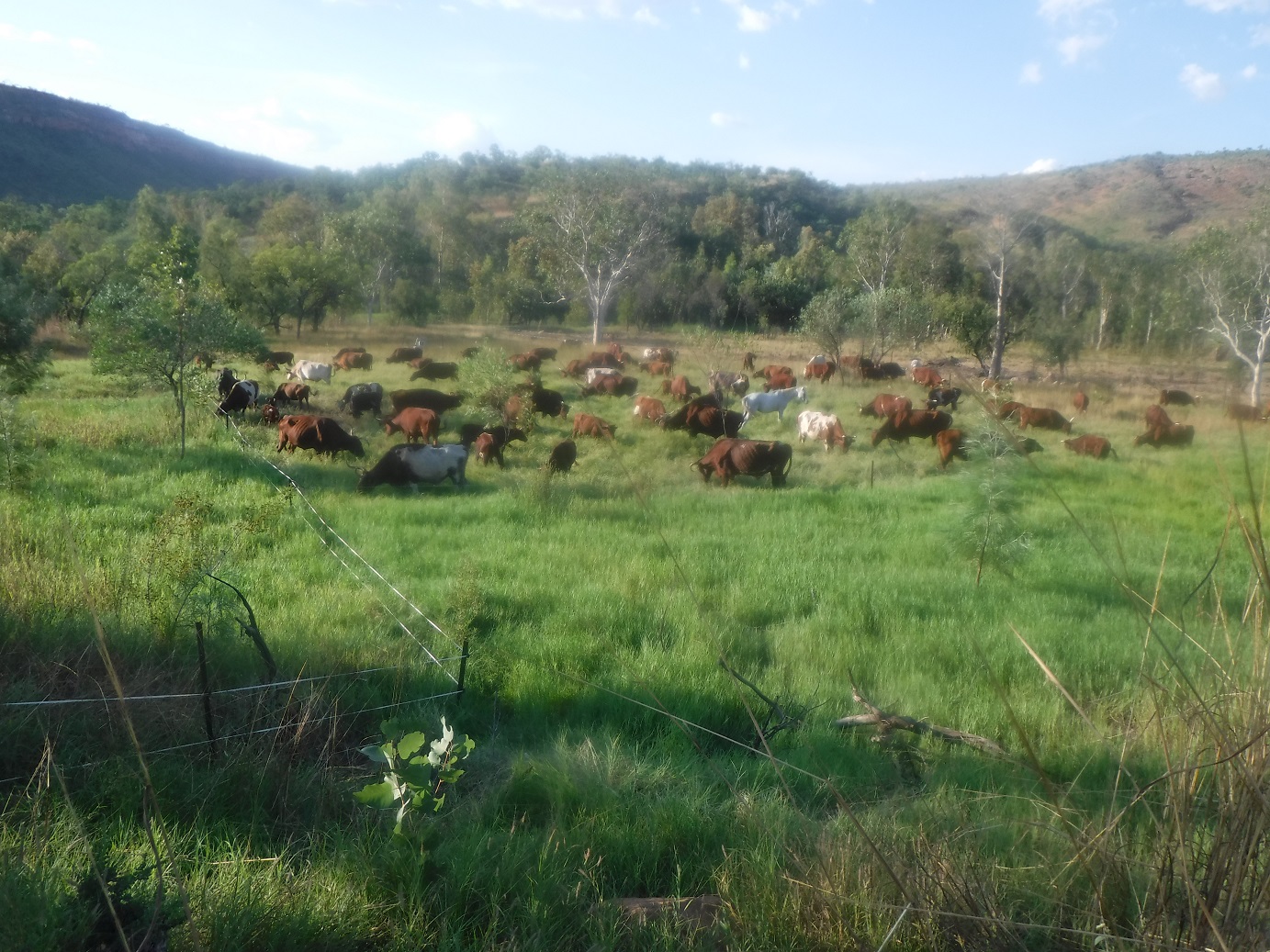 Managed mobile biodigesters reduce fuel loads as they cycle carbon