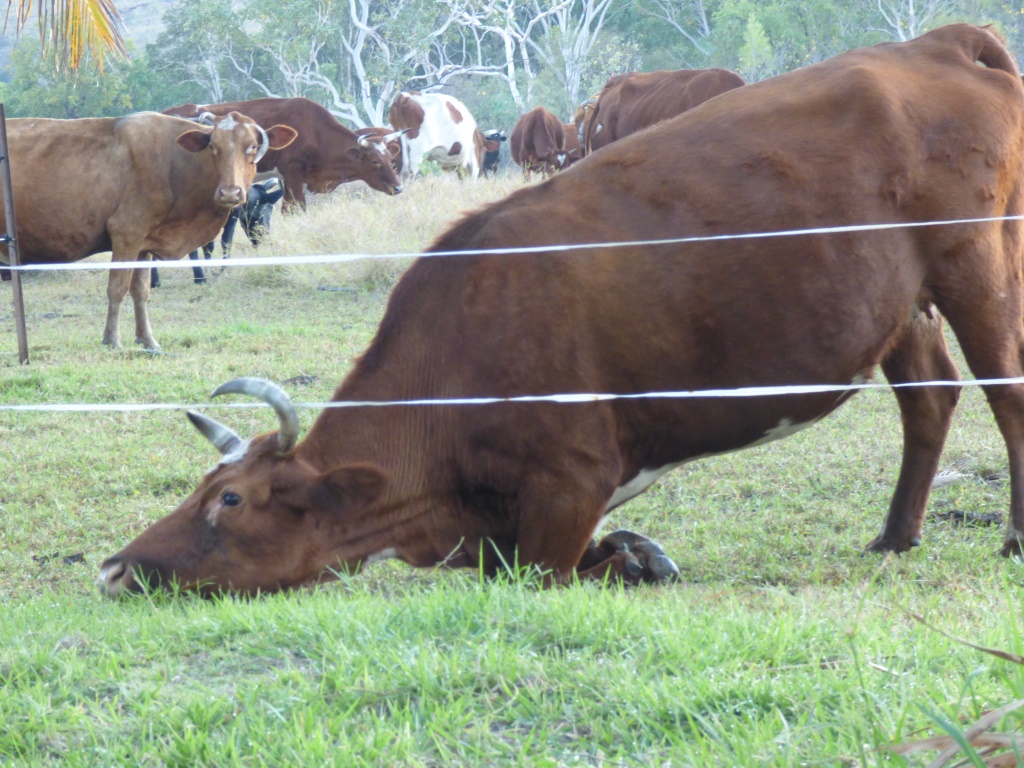 Hoggy cleaning the fence-line