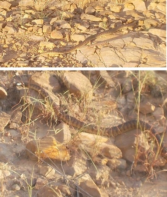 Black-headed pythons (also eat snakes). We stopped seeing them when the cane toads began arriving. We have now seen three in the last five months.