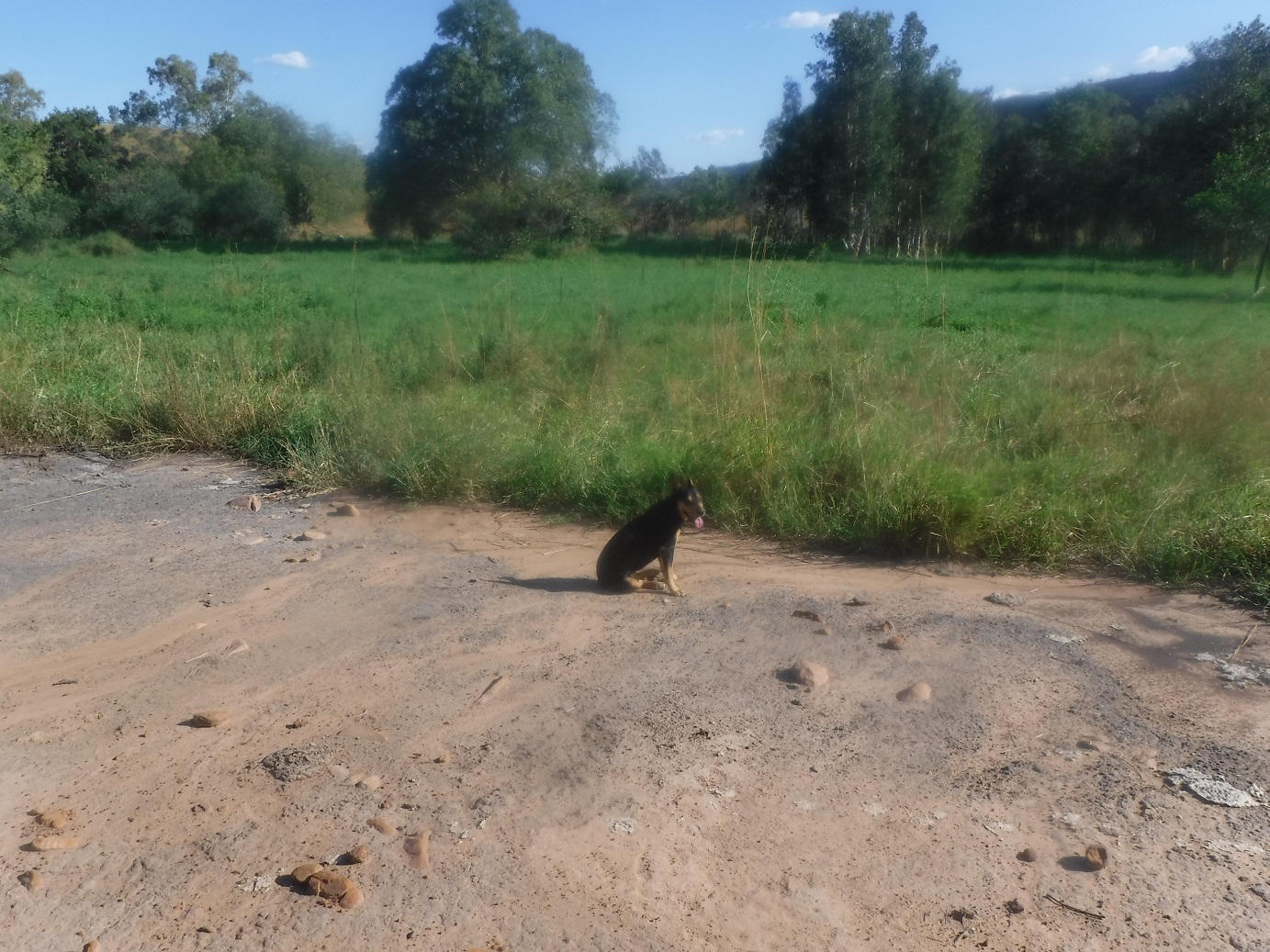 As we slow down run-off with vegetation, “skin” gradually grows back to cover an exposed wound in a landscape  