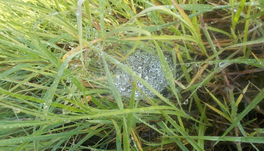 Water-droplets caught in a spider’s web: one facet of what we call the Micro-Water-Cycle. It is what takes place at a cellular level that keeps us all alive. In a dry year such as this, every drop counts.