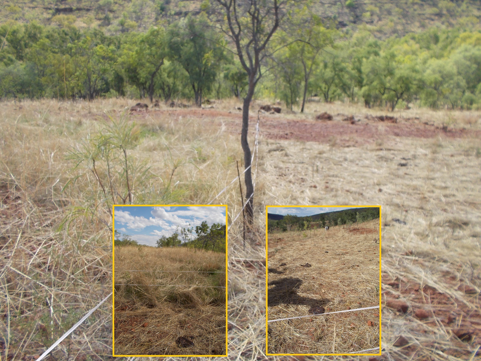 More so than merely mulching, fertilising and pruning, at this time of year we need middle level management to be inoculating sleeping soils with biologically active micro-sites 