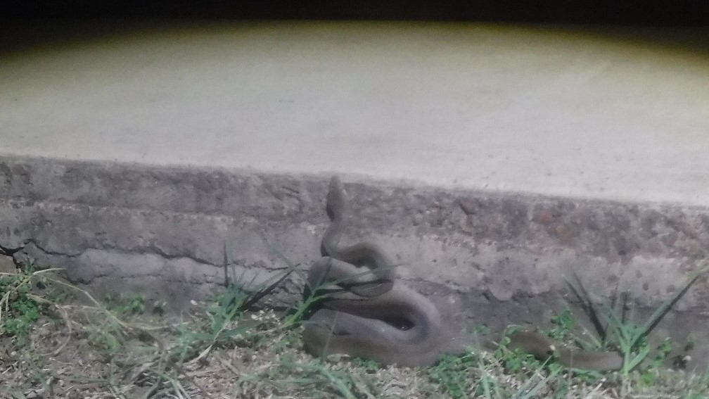 Baby pythons find protection in the dark