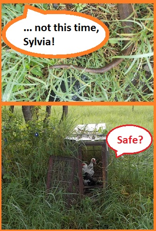 Has Sylvia really gone? Is it safe to go out now?