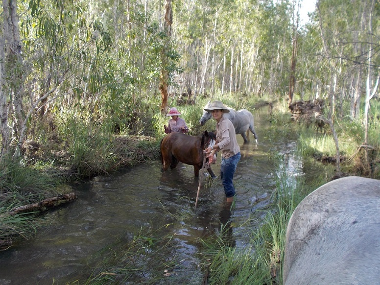 Cooling down the ponies after the ride.