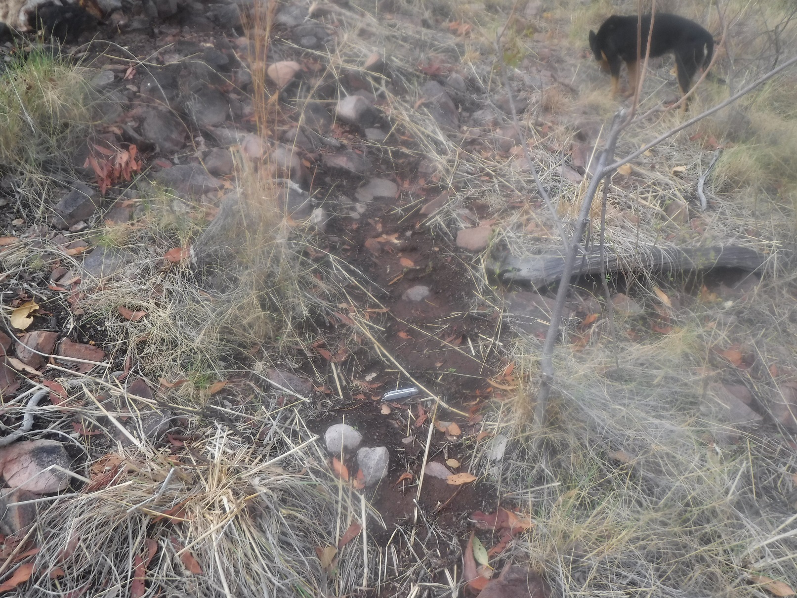 Animal impact, wind and run-off shift lose litter and nature builds ‘steps’ into the landscape