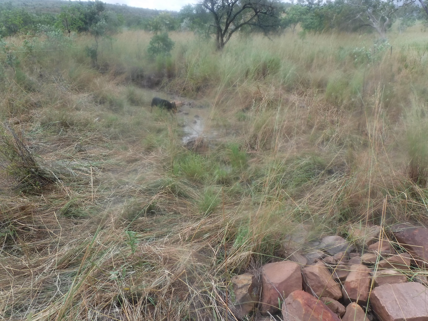 Timely mulching along drainage lines helps retain moisture