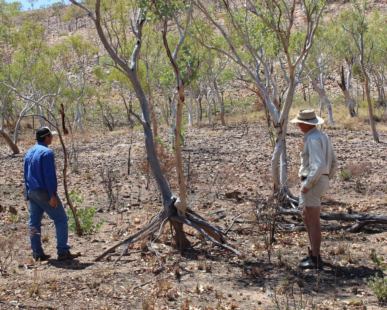 Not a good idea! – Where lies the merit in replacing herbivores with flames? 