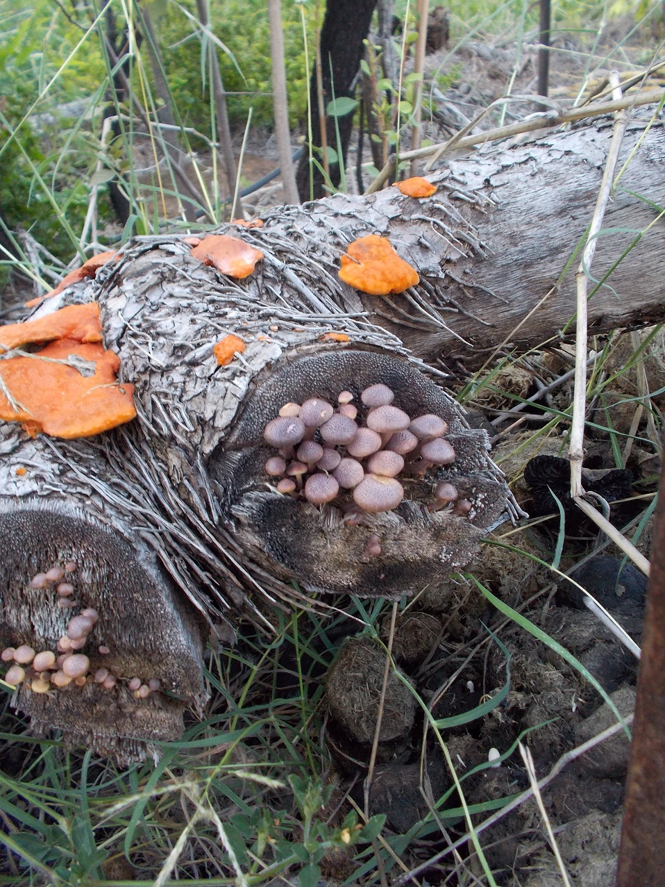 Fungi can also process carbon!