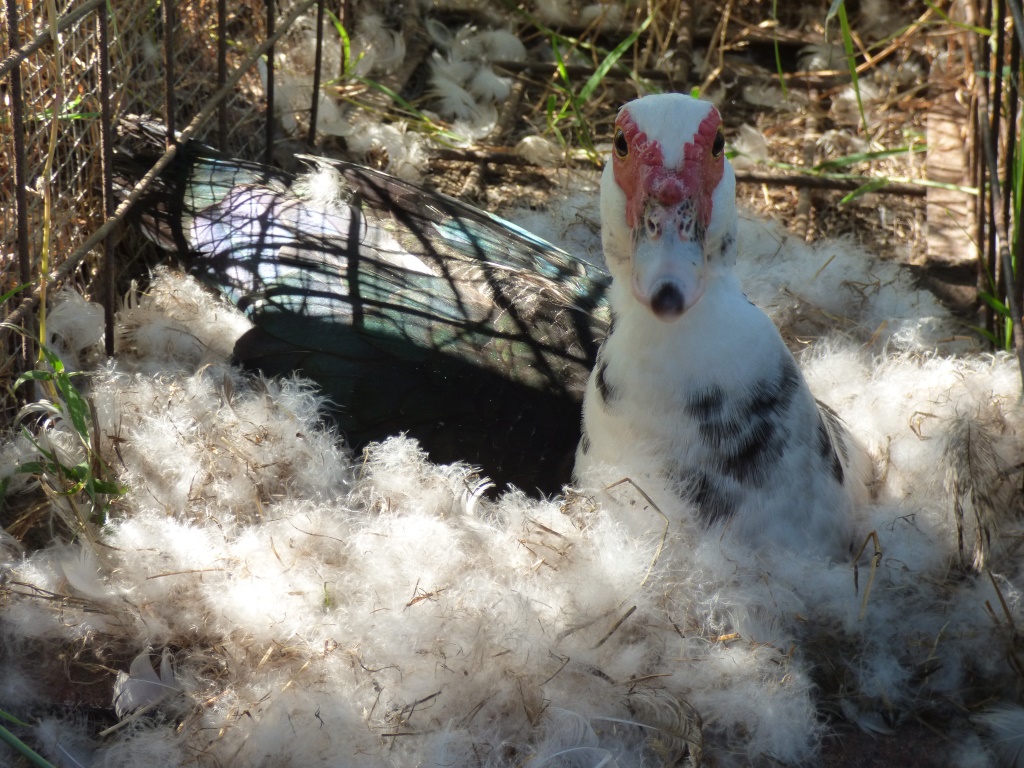 Mima’s feather-bed