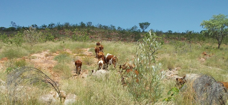 Escapees being escorted up the hillside…  