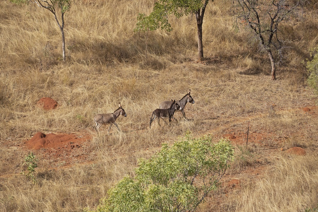 Different species have different traits, but they can complement each other