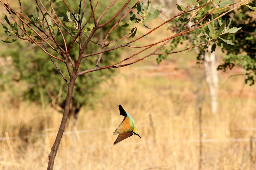 Aerobatics - Rainbow bee-eater