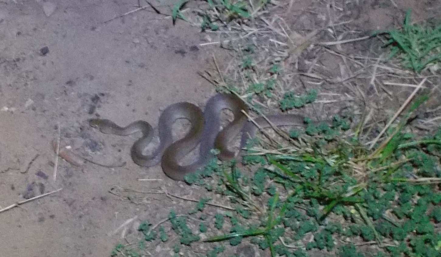 This is a python! Baby pythons do not stay babies for long  