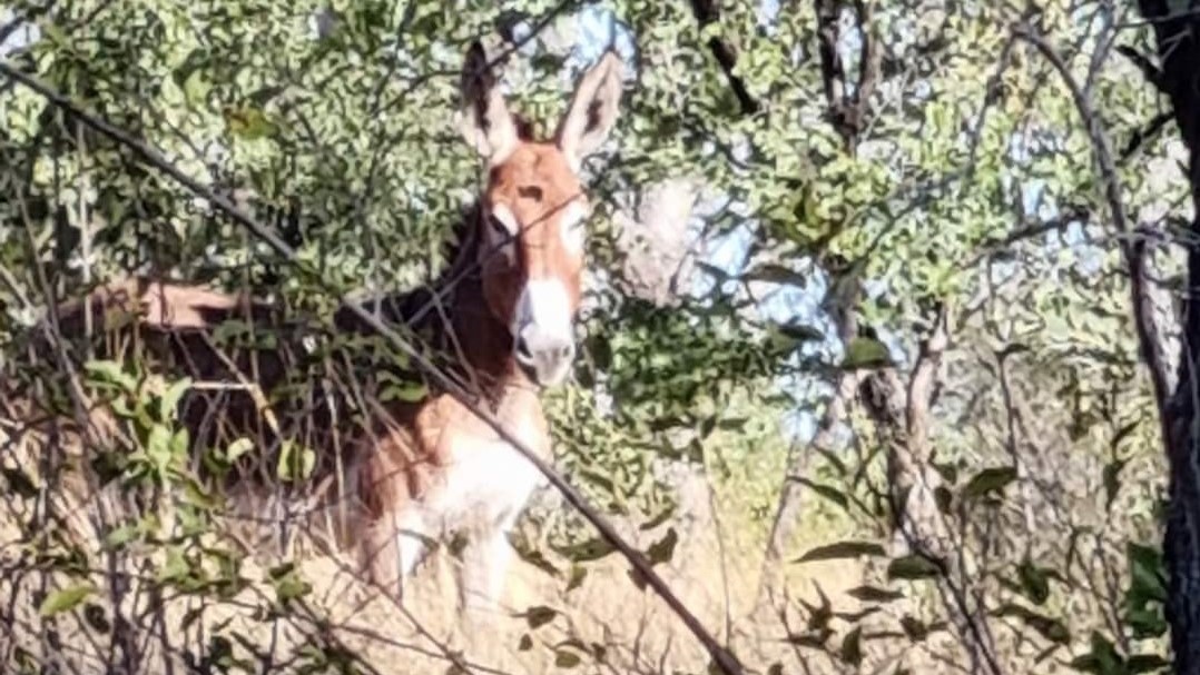 In functional landscapes, large herbivores help grow and sustain their own habitat