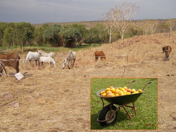 BUT ripe mangos are even better!