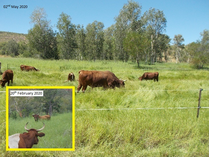 New Boy was a wild bull in February, but it was worth his while to cooperate. Now he has more girls than ever before and regular fresh meals.