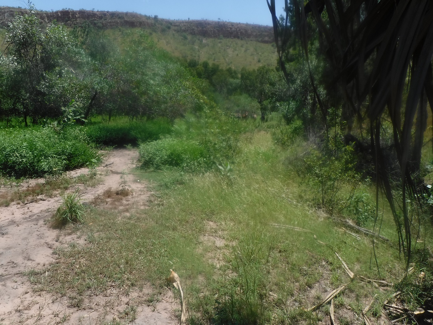 The gradual recruitment of perennial vegetation in an area that is subjected to indirect management – Have you spotted our long-eared fire-officers in the background?