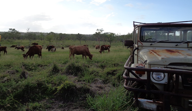 Solar powered mowers on the Alligator Creek Airstrip 