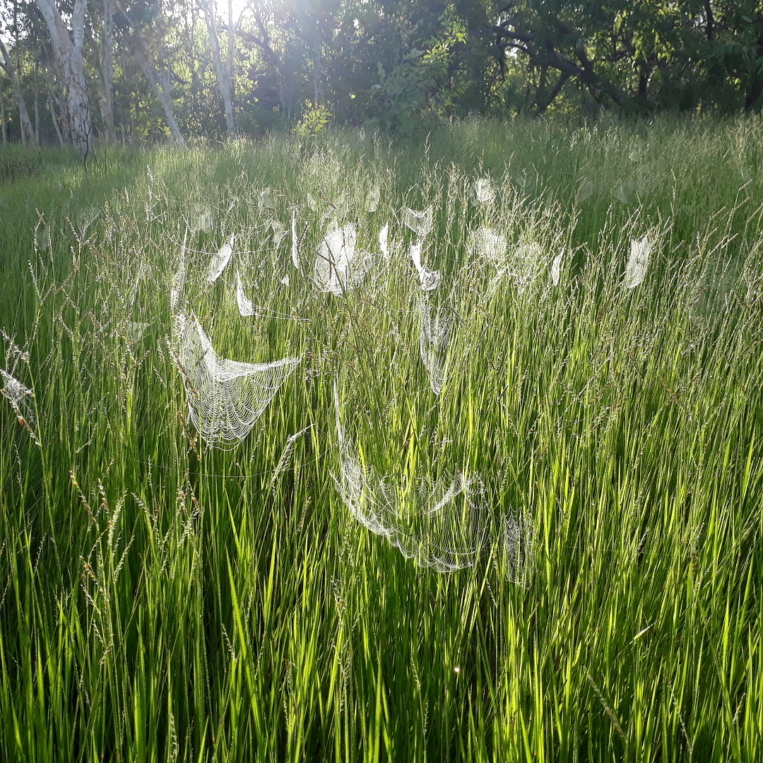 Wet-season growth: caught rain, catching sunlight, catching insects, …