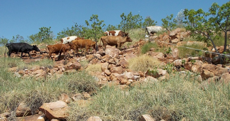 … bellies full of green grass made it worth their while