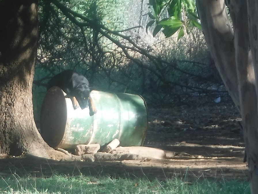 Tiny basks in the early morning sunshine