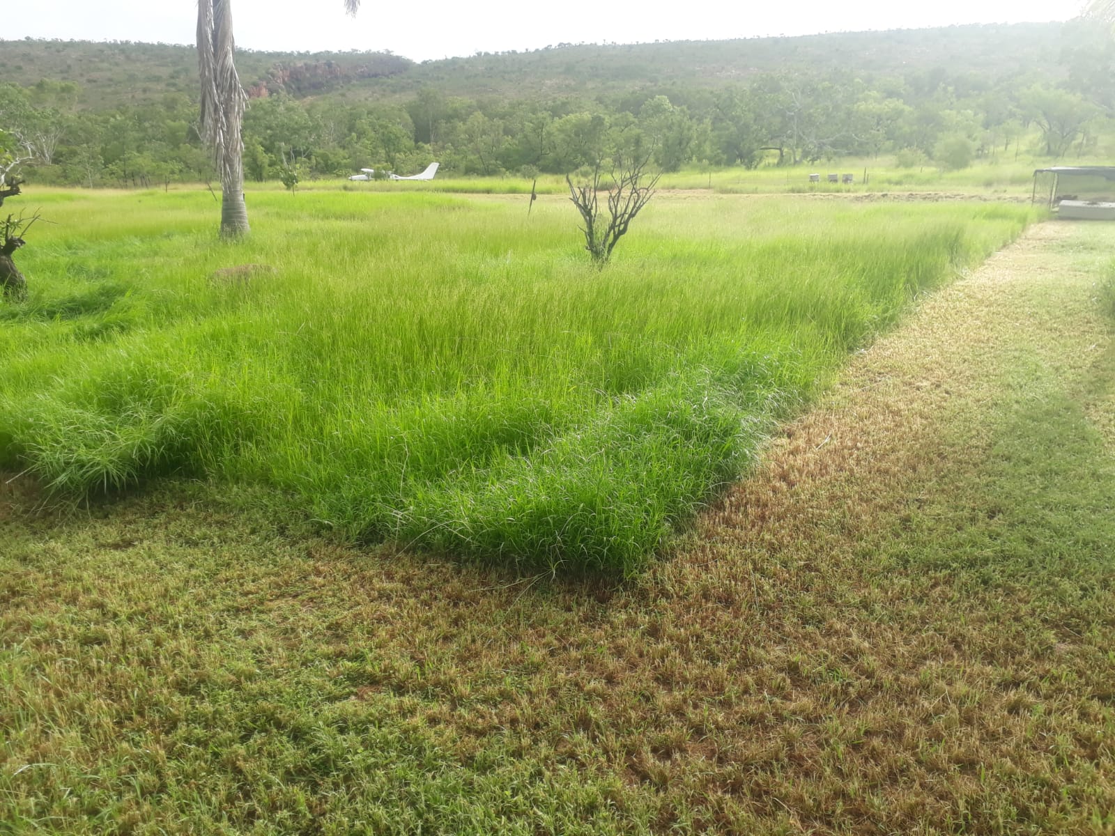 When Middle Level Managers are elsewhere employed, in some settings mechanical mowing is an option 