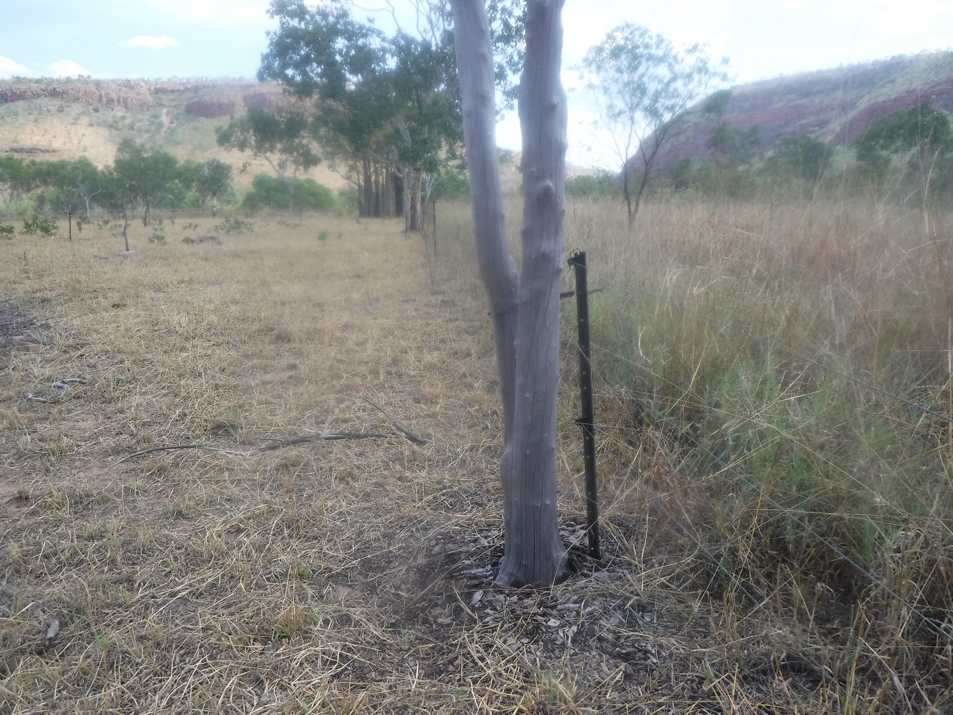 Australia’s new megafauna at work: edge-effect to create a mosaic in the vegetation age structure