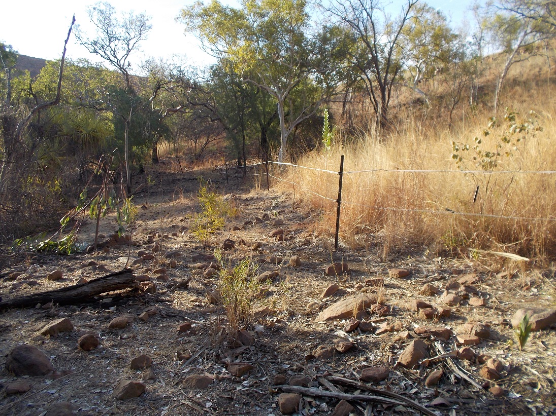 Using herbivores to create and to maintain low-fuel zones in a landscape