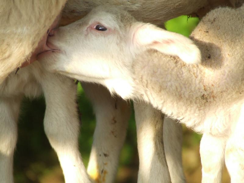 Né au printemps, l'Agneau d'Alpage est nourri exclusivement à l'herbe et au lait maternel 