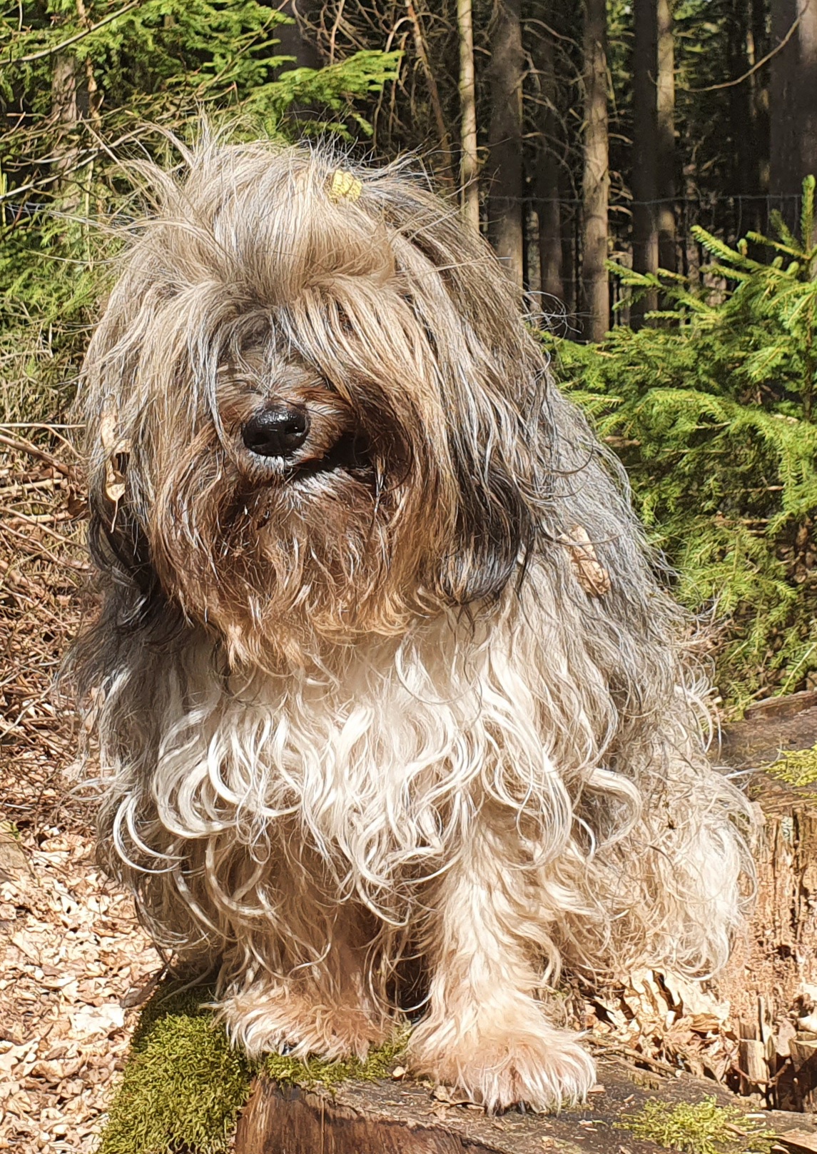 Gismo, Osterdeko sieht eigentlich anders aus