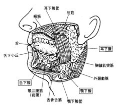 図7 唾液腺