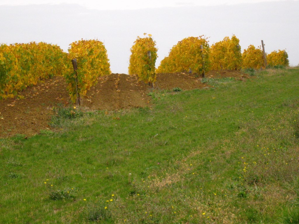 La Cave de Mézin - La douceur des coteaux striés de vigne